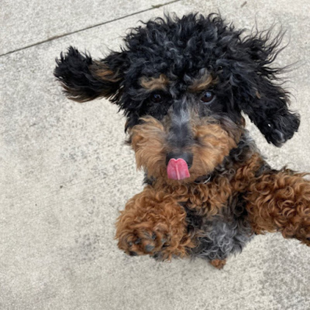 Meet your Posher, Esme